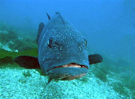 ill tempered sea bass gif  Fan Feed More Jumanji Fanon Wiki